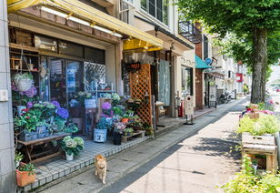 淘宝花店排行介绍（淘宝花店哪家最好）