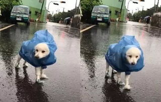 时尚防水狗狗雨衣：保护宠物在雨天的舒适和安全